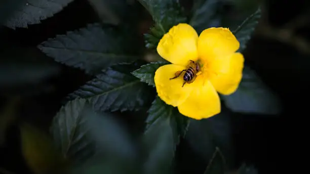 Beautiful 4K wallpaper with the working Bee are harvesting on flowers, Suitable for relaxing screen wallpaper.