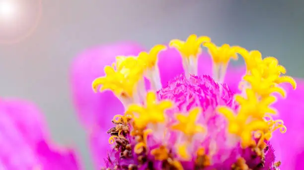 Beautiful 4K wallpaper with the natural colorful flowers, Suitable for relaxing screen wallpaper.