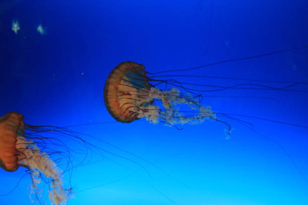 istock Marine Life in Park in Japan 1165246221