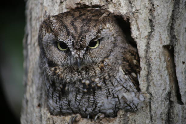 istock Owl on tree in park of Japan 1165246250