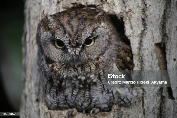 Owl On Tree In Park Of Japan Stock Photo - Download Image Now - Animal, Animal Body Part, Animal Eye
