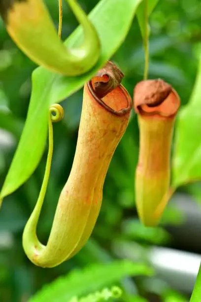 Primarily native to Malaysia, India and Australia, Nepenthes plant is a genus of carnivorous plants, which comprises roughly 150 species, including both natural and cultivated hybrids. They form wonderful and attractive hanging pitchers.