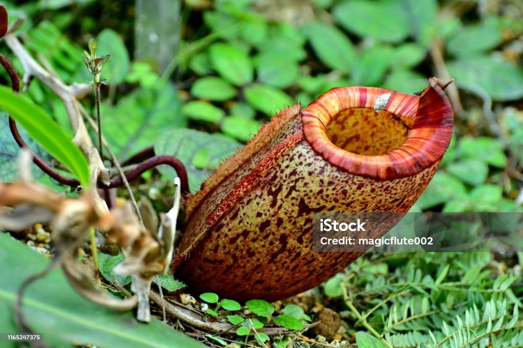 Carnivorous Plant: Nepenthes Primarily native to Malaysia, India and Australia, Nepenthes plant is a genus of carnivorous plants, which comprises roughly 150 species, including both natural and cultivated hybrids. They form wonderful and attractive hanging pitchers. Botany Stock Photo