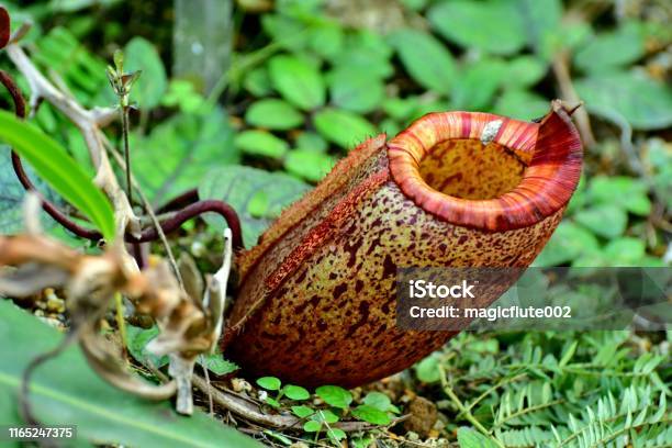 Carnivorous Plant Nepenthes Stock Photo - Download Image Now - Botany, Carnivorous Plant, Close-up