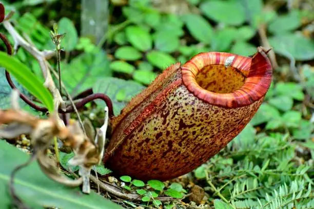 Primarily native to Malaysia, India and Australia, Nepenthes plant is a genus of carnivorous plants, which comprises roughly 150 species, including both natural and cultivated hybrids. They form wonderful and attractive hanging pitchers.