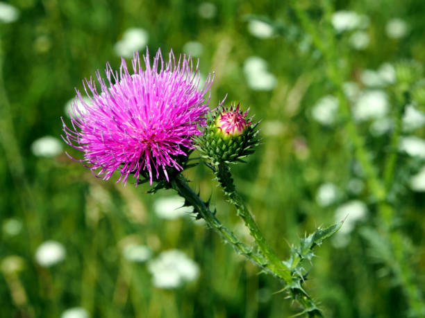 a flor roxa do thistle floresce no prado, macro - thorn spiked flower head blossom - fotografias e filmes do acervo