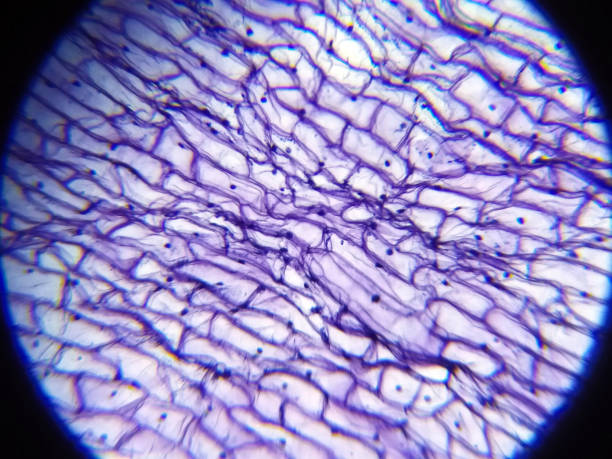 Pepper Cells Under Microscope Stock Photo - Download Image Now - Biological Cell, Cell Membrane, Animal - iStock Pepper Cells Under Microscope Stock Photo - Download Image Now - Biological Cell, Cell Membrane, Animal - iStock