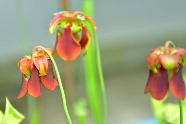 istock Carnivorous Plant: Sarracenia and its Flower 1165250218