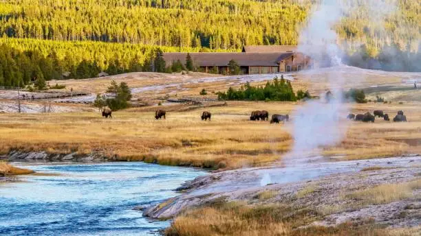 A beautiful sunset landscape scene, with steam rising from a hot spring, a small geyser erupting and bubbling, its water flowing into a narrow blue river. Bison are peacefully eating grass, with the rustic Old Faithful Inn in the background, in front of a lodgepole pine forest, lit in golden light.