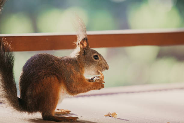 A captivating close-up portrait of a European red squirrel, also known as the Eurasian red squirrel (Sciurus vulgaris), in a natural setting. The image is a sharp, low-angle profile shot, showing the squirrel's head and paws as it appears to be eating. Its striking dark eye and bushy reddish fur are in sharp focus, while the soft, blurred background helps the subject stand out. This candid photo is ideal for use in nature and wildlife publications, environmental blogs, or any project that needs an authentic and charming image of a wild animal.