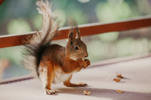 istock Red squirrel with long hair on ears nibbles nut 1165251665