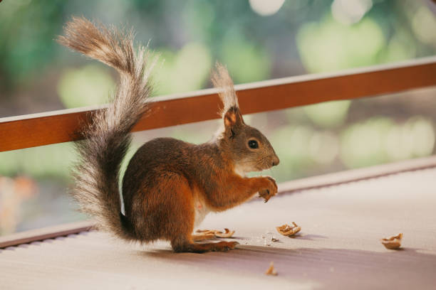 istock Red squirrel with long hair on ears nibbles nut 1165252201