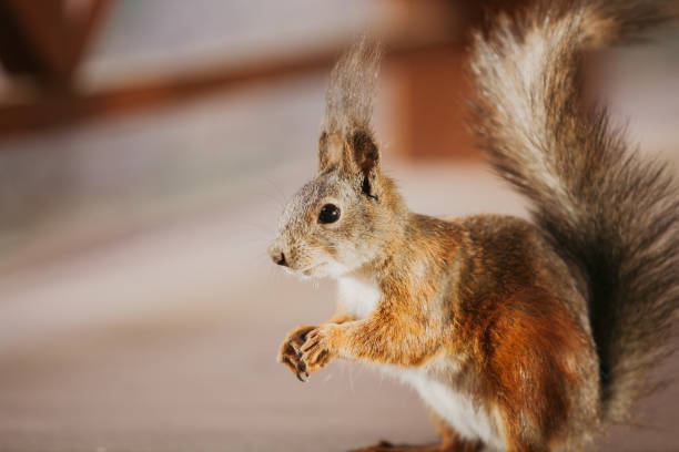 istock Luxurious red squirrel sits on its hind legs close up 1165252276