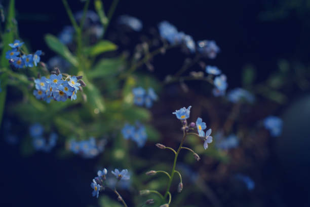 istock Forget-me-not blue on a dark background with bright spots 1165252503