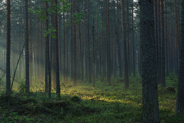 istock The sun's rays pass through the forest diagonally, lighting the misty pine forest 1165252569