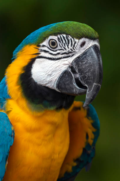 istock Beautiful macaw parrot - portrait, close up 1165253311