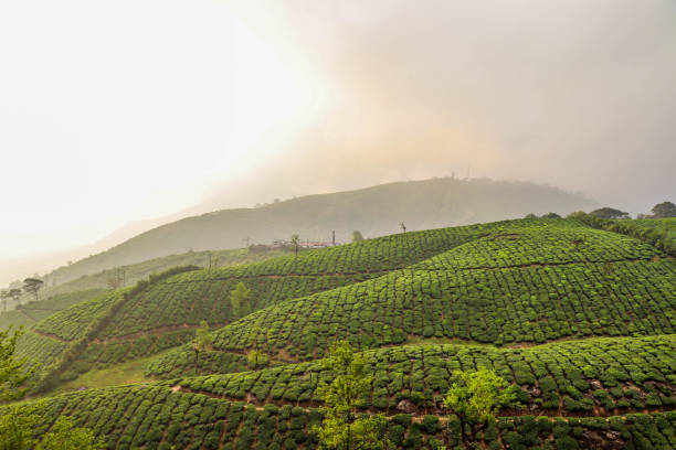 пейзажи - coffee plant стоковые фото и изображения