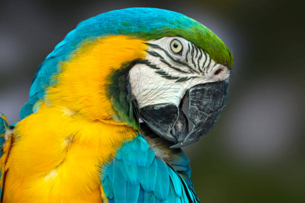 istock Portrait of a colorful parrot 1165253630