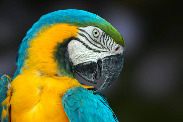 istock Portrait of a colorful parrot 1165253678