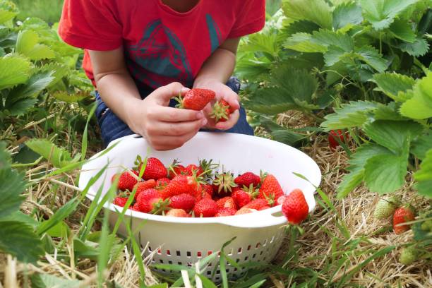 istock Boy picks strawberries in the field 1165254294
