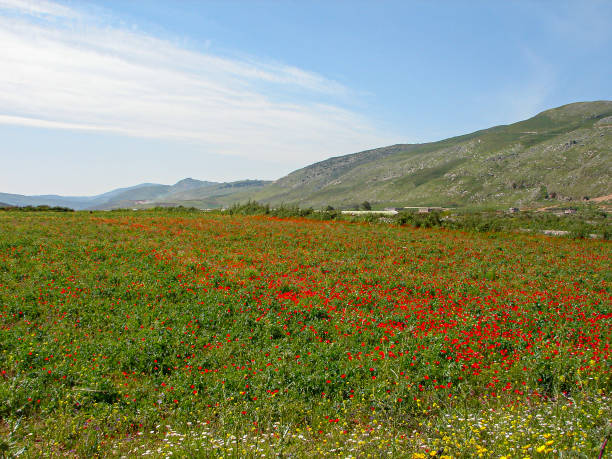 istock Beautiful Nature in south Lebanon 1165254562