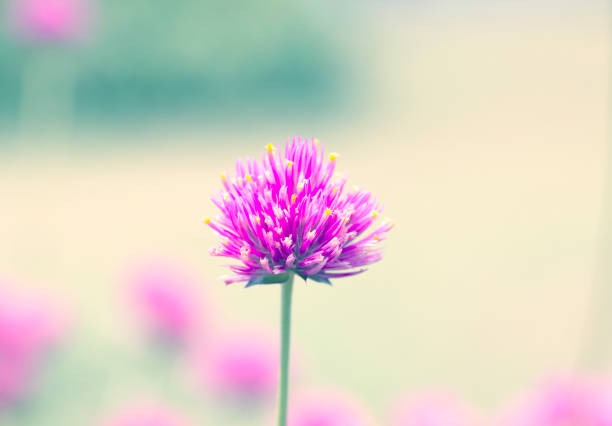 istock Beautiful floral spring abstract background of nature. 1165255719