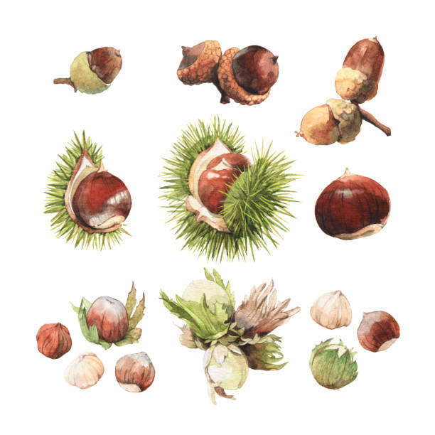 Watercolour clip art illustrations of true nuts Watercolour highly detailed clip art illustrations of nuts: acorn, chestnut and hazelnut chestnuts stock illustrations