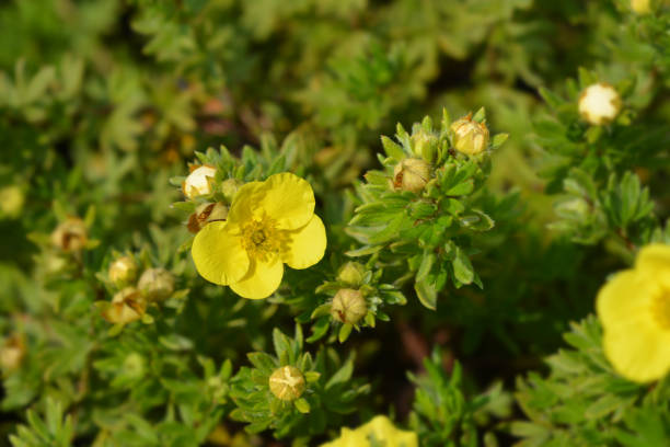 istock Shrubby Cinquefoil Sommerflor 1165255954