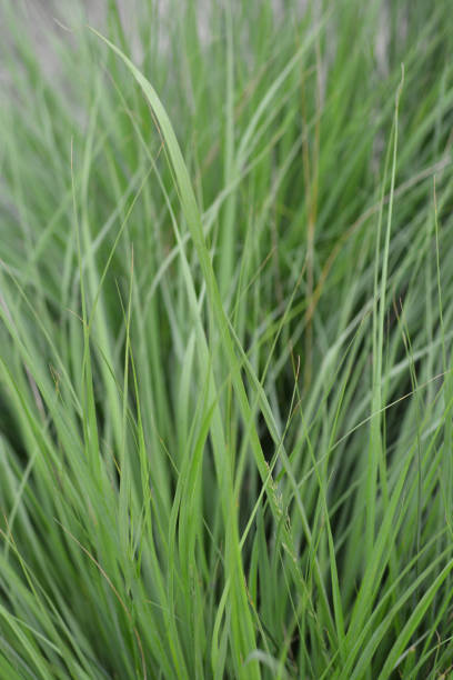 Flying bentgrass Flying bentgrass - Latin name - Molinia caerulea molinia caerulea stock pictures, royalty-free photos & images