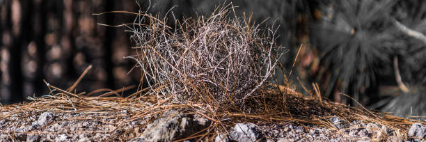 A bunch of dry pine needles on a rocky ridge at the edge of a mountain pine forest.
