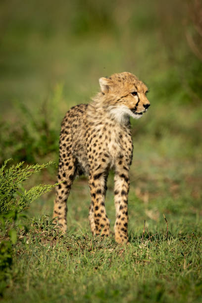 istock Cheetah cub stands on grass in sunshine 1165258144