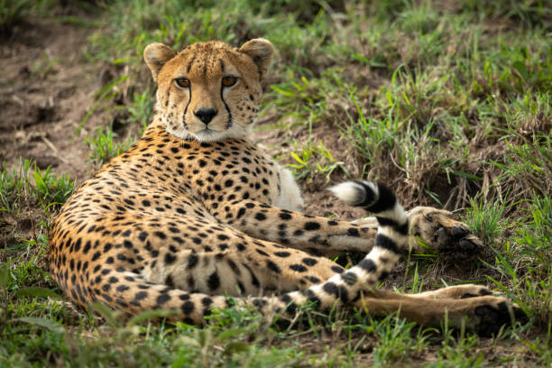 istock Cheetah lies in patchy grass looking round 1165258210