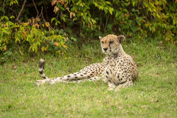 istock Cheetah lies on grass near leafy bush 1165258226