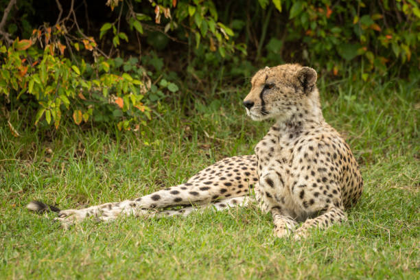 istock Cheetah lying on grass near leafy bush 1165258286