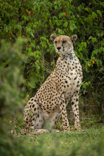 istock Cheetah sits framed by bushes looking around 1165258294