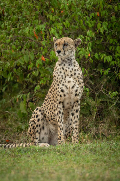 istock Cheetah sits by leafy bush looking around 1165258322