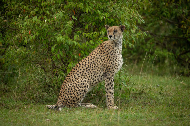 istock Cheetah sits by leafy bush looking round 1165258335