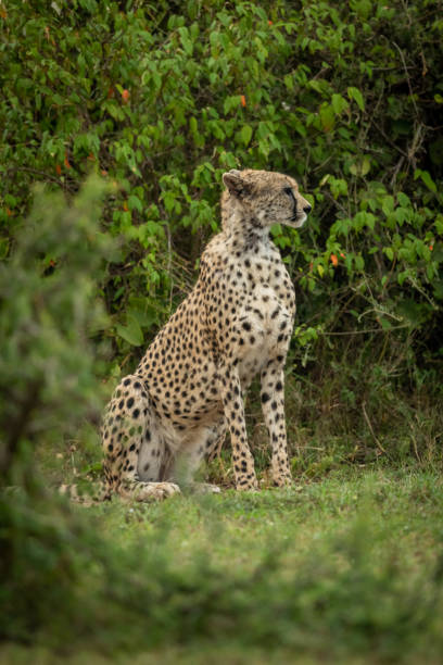 istock Cheetah sits framed by bushes looking right 1165258351