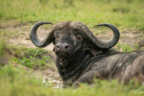 istock Close-up of Cape buffalo in muddy wallow 1165258962