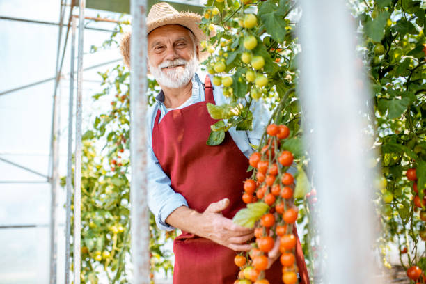 istock Senior man growing tomatoes in the hothouse 1165260477