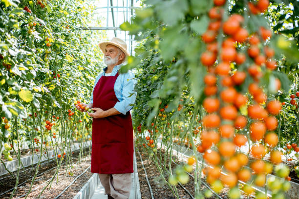 istock Senior man growing tomatoes in the hothouse 1165260486