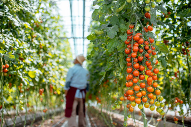 istock Senior man growing tomatoes in the hothouse 1165260488
