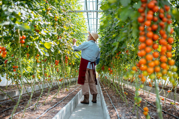 istock Senior man growing tomatoes in the hothouse 1165260490