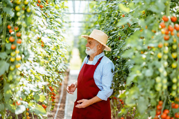 istock Senior man growing tomatoes in the hothouse 1165260492