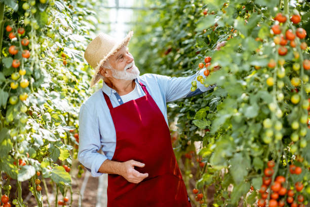 istock Senior man growing tomatoes in the hothouse 1165260498