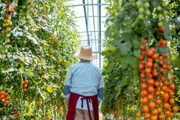 istock Senior man growing tomatoes in the hothouse 1165260500