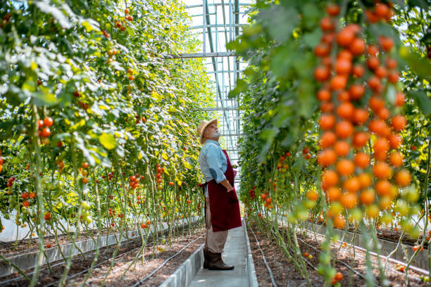istock Senior man growing tomatoes in the hothouse 1165260541