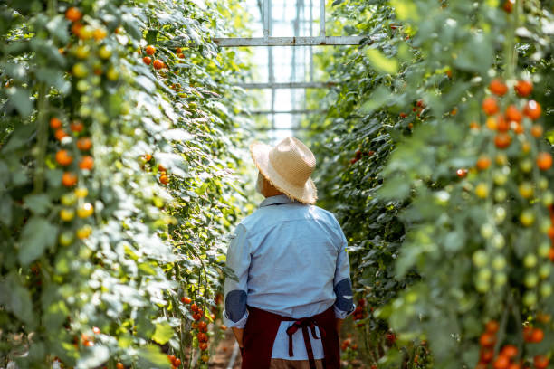 Senior man growing tomatoes in the hothouse