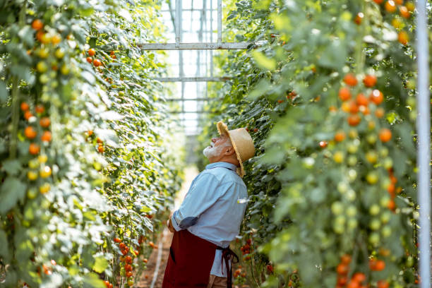 istock Senior man growing tomatoes in the hothouse 1165260552