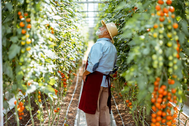 istock Senior man growing tomatoes in the hothouse 1165260626